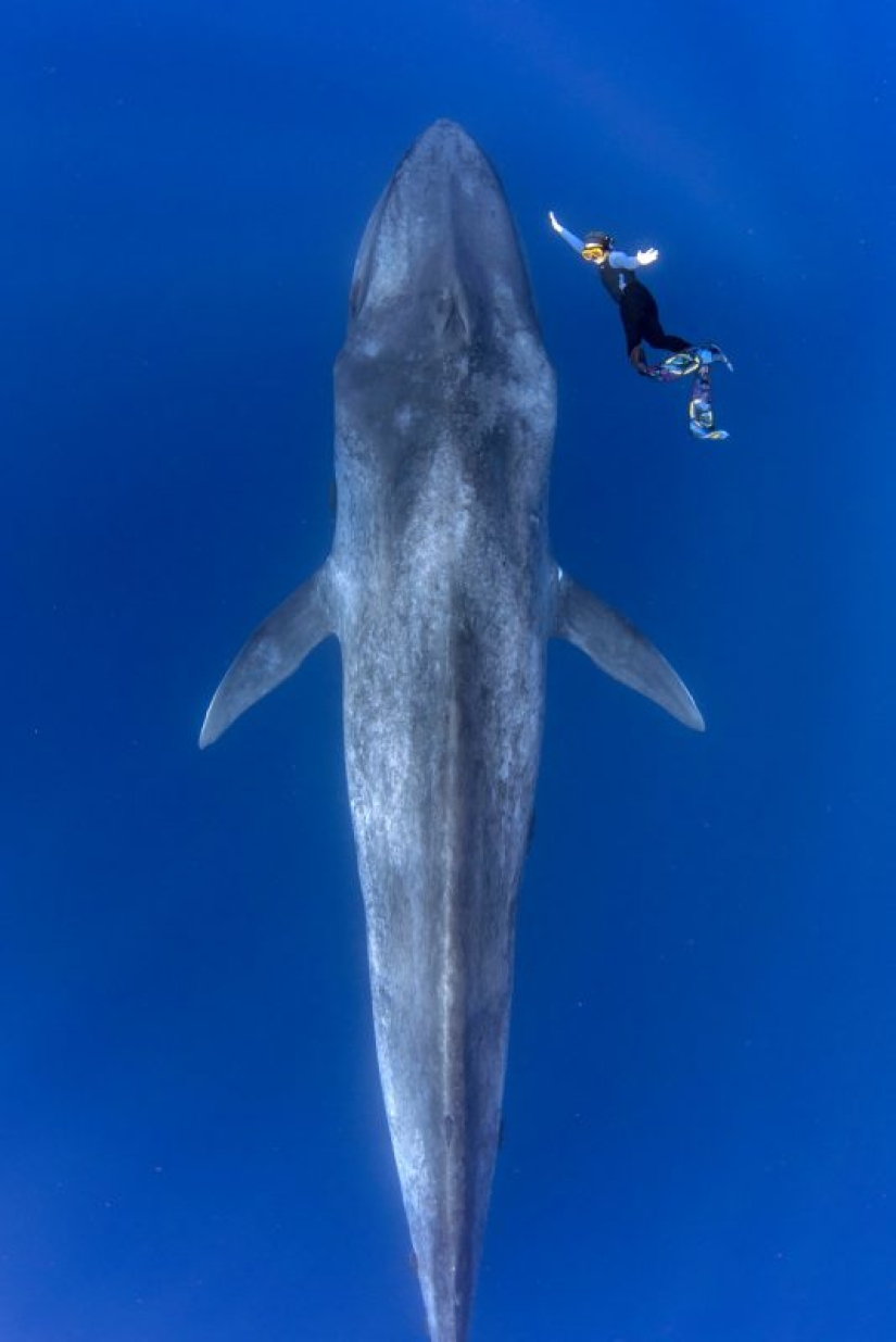 El gigante y Gulliver: la increíble caminata de un buzo tailandés y una ballena azul de 30 metros