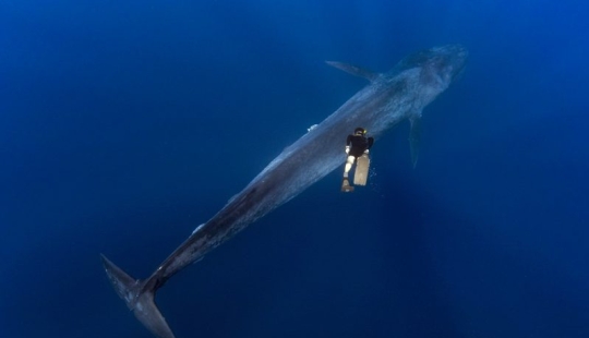 El gigante y Gulliver: la increíble caminata de un buzo tailandés y una ballena azul de 30 metros