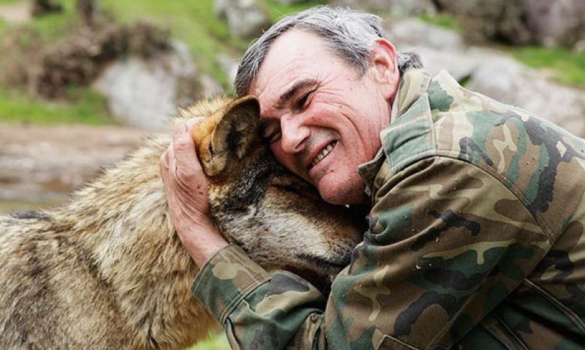 El hombre es amigo del lobo: el español ha vivido con depredadores durante 12 años y no puede acostumbrarse a las personas durante 50 años