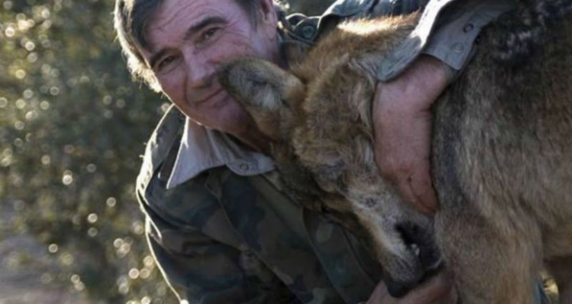 El hombre es amigo del lobo: el español ha vivido con depredadores durante 12 años y no puede acostumbrarse a las personas durante 50 años