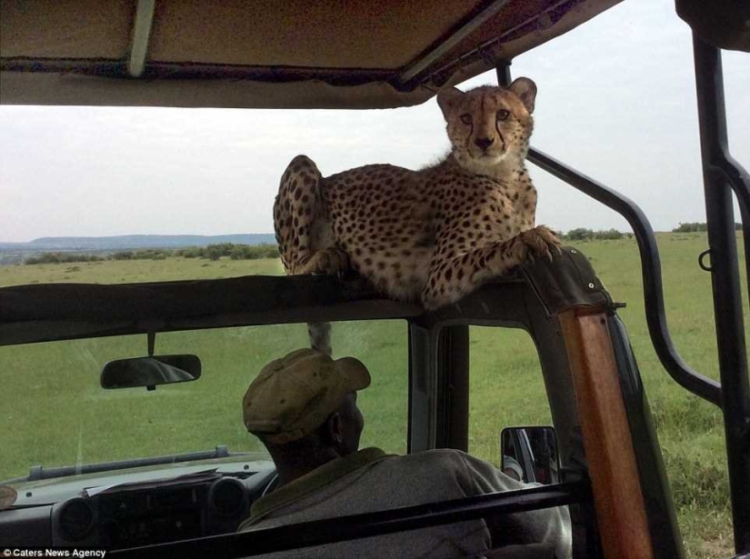 El incómodo momento en que un guepardo saltó a un jeep