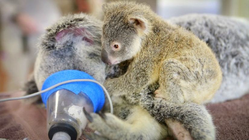 El koala bebé no dejó a su madre durante la operación