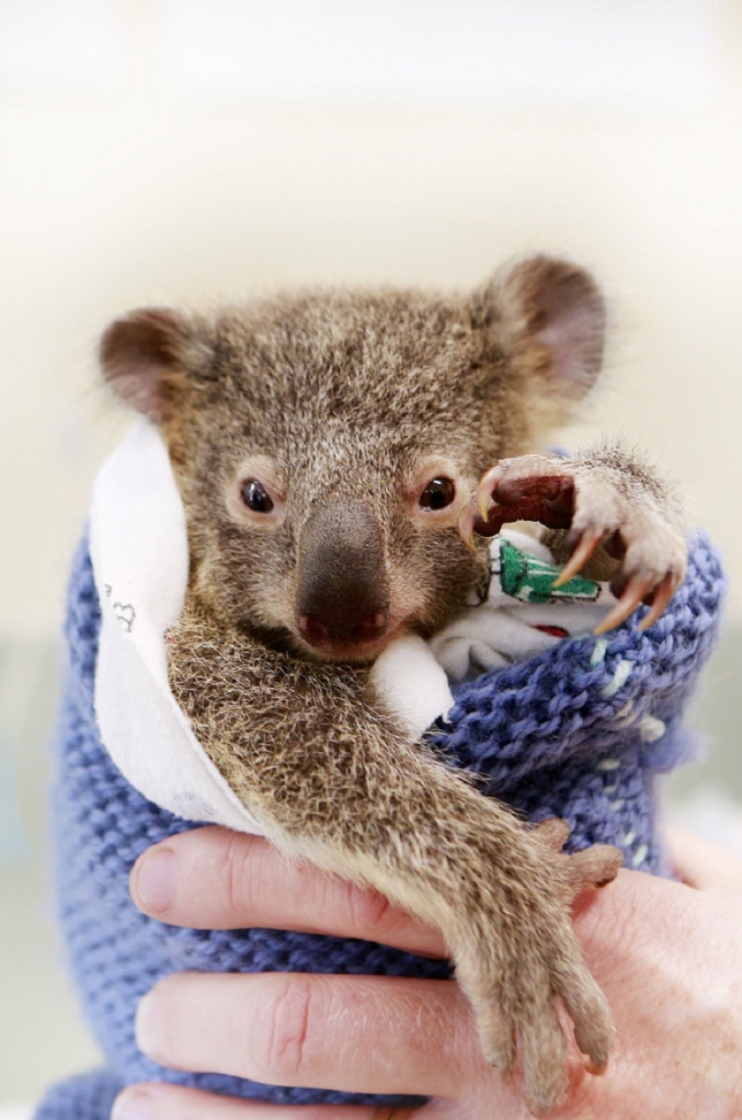 El koala bebé no dejó a su madre durante la operación