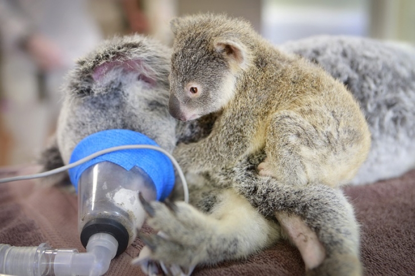 El koala bebé no dejó a su madre durante la operación