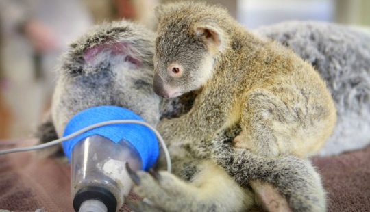El koala bebé no dejó a su madre durante la operación El koala bebé no dejó a su madre durante la operación