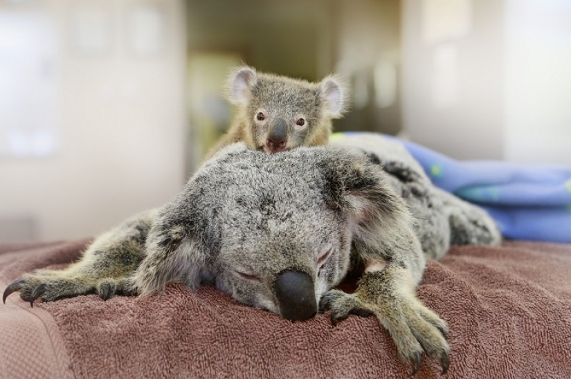 El koala bebé no dejó a su madre durante la operación