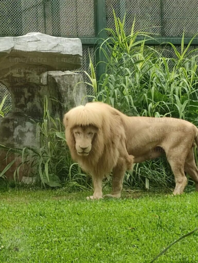 El león del zoológico chino se hizo famoso gracias a su flequillo