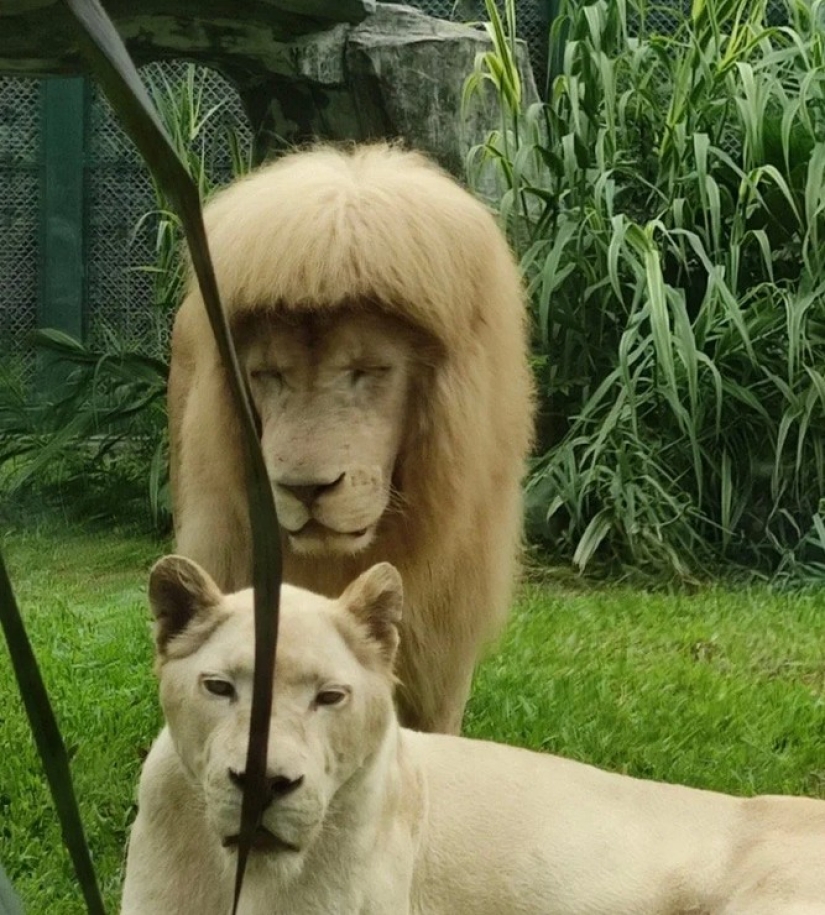El león del zoológico chino se hizo famoso gracias a su flequillo