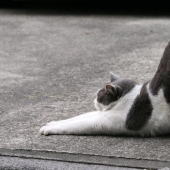 El lenguaje corporal del gato: cómo te habla tu gato