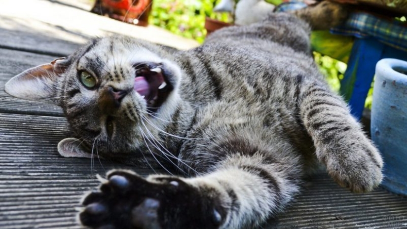 El lenguaje corporal del gato: cómo te habla tu gato