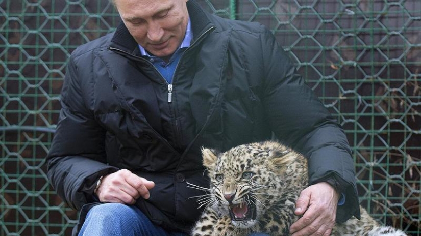 El" leopardo de Putin " fue atrapado robando pollos en un pueblo de Abjasia