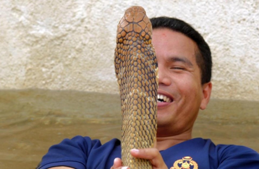 El último beso: el cazador de serpientes más famoso murió por la mordedura de una cobra
