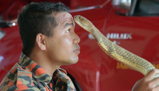 El último beso: el cazador de serpientes más famoso murió por la mordedura de una cobra