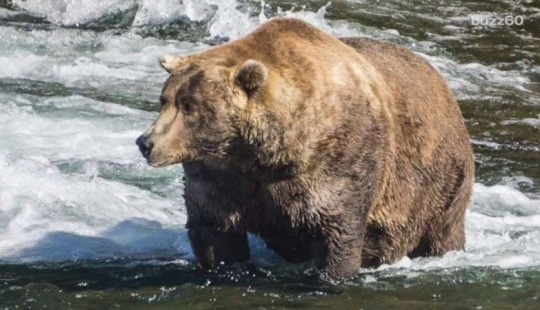 El oso más gordo fue elegido en el Parque Nacional de Estados Unidos