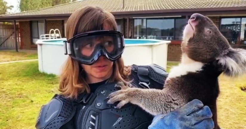 El periodista se vistió con un chaleco antibalas para una reunión con un koala, un "oso venenoso malvado"