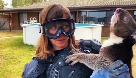 El periodista se vistió con un chaleco antibalas para una reunión con un koala, un "oso venenoso malvado" El periodista se vistió con un chaleco antibalas para una reunión con un koala, un "oso venenoso malvado"