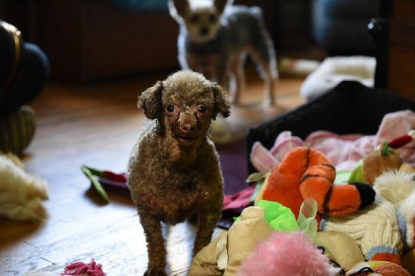 El perro ha estado sentado en el sótano toda su vida y ahora no está contento con la vida