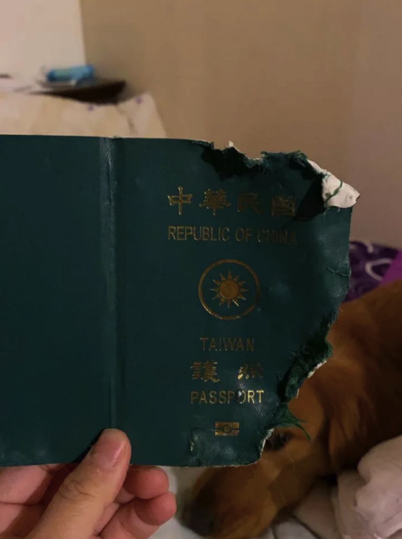 El perro no permitió que el dueño fuera al epicentro del coronavirus, destruyendo su pasaporte