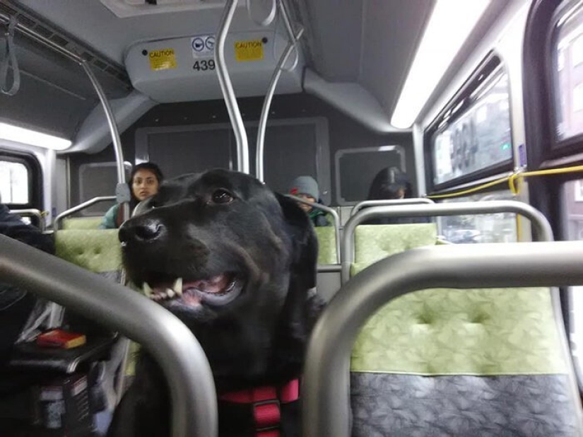 El perro va al parque en autobús por su cuenta y usa una tarjeta de viaje