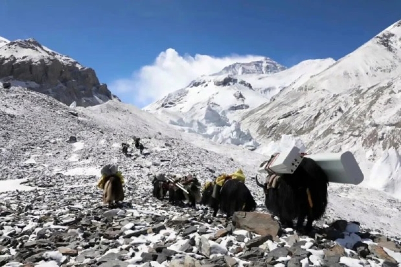 El pináculo de la tecnología: se instaló una torre 5G en el Everest con la ayuda de yaks