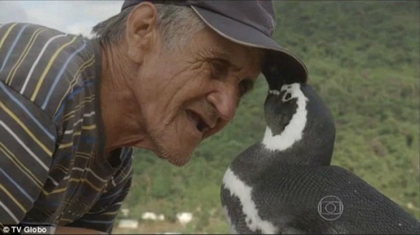El pingüino nada más de 8 mil kilómetros cada año para encontrarse con su salvador