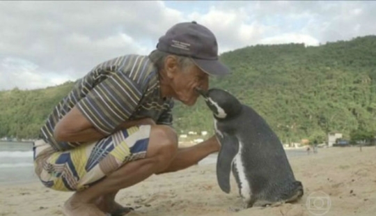 El pingüino nada más de 8 mil kilómetros cada año para encontrarse con su salvador
