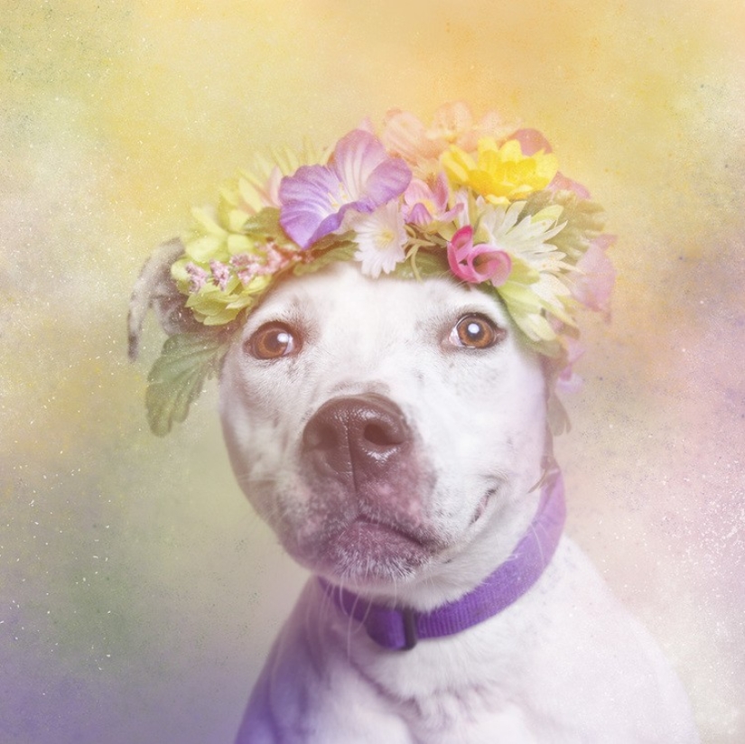 El poder de los colores: el reverso de los Pit bulls