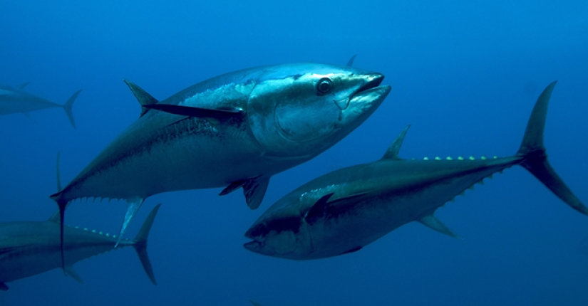 El raro atún rojo salió de la subasta por 3,1 millones de dólares