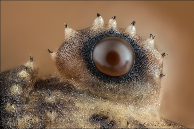 El sexo de los gorgojos, la cabeza de un gusano, la belleza del moho: el concurso de fotografía Nikon Small World anunció a los ganadores