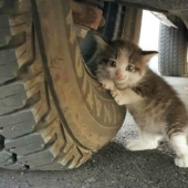 El tipo encontró un gatito asustado debajo del camión y no pudo dejarlo allí
