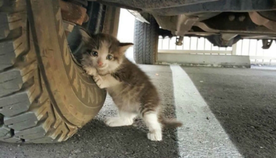 El tipo encontró un gatito asustado debajo del camión y no pudo dejarlo allí
