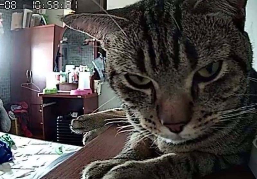 El tipo instaló una cámara en su habitación para filmar lo que hace su gato por la noche