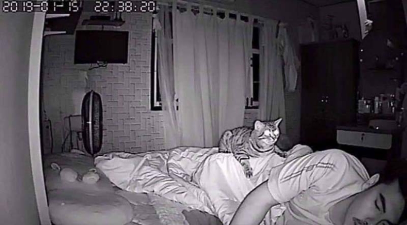El tipo instaló una cámara en su habitación para filmar lo que hace su gato por la noche