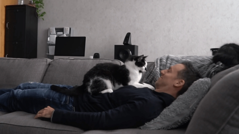 El video con gatos y usuarios: cómo los gatos extrañan a su dueño