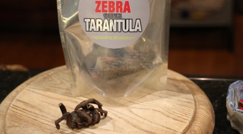 "Empecé a alucinar y pensar en la muerte" : Un periodista australiano comió escarabajos durante una semana en aras de un experimento