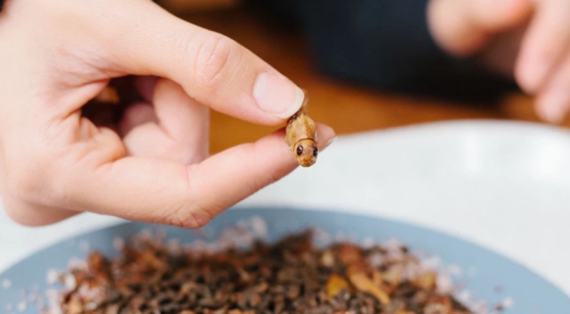 "Empecé a alucinar y pensar en la muerte" : Un periodista australiano comió escarabajos durante una semana en aras de un experimento