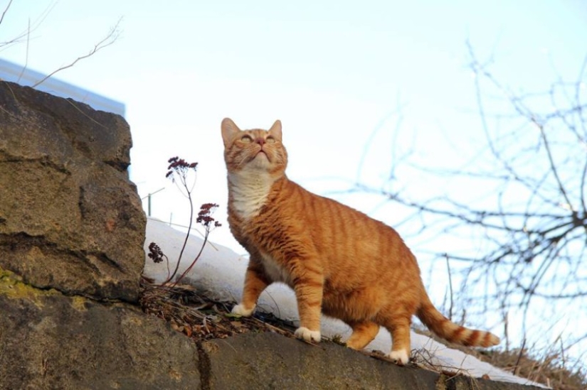 Empleado senior de meow del Castillo de Vyborg: el gato recibió un registro de trabajo