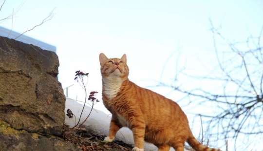Empleado senior de meow del Castillo de Vyborg: el gato recibió un registro de trabajo