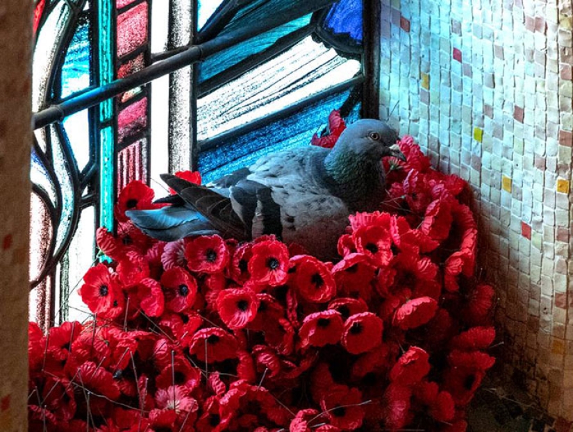 En Australia, un vándalo robó flores de la tumba de un soldado desconocido…