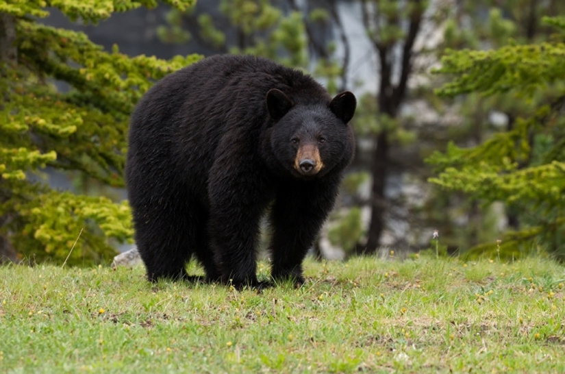 En California, un oso gordo ataca edificios residenciales en busca de comida