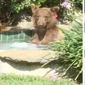 En California, un oso ahuyentó a los dueños de la casa, se subió al jacuzzi y bebió su Margarita
