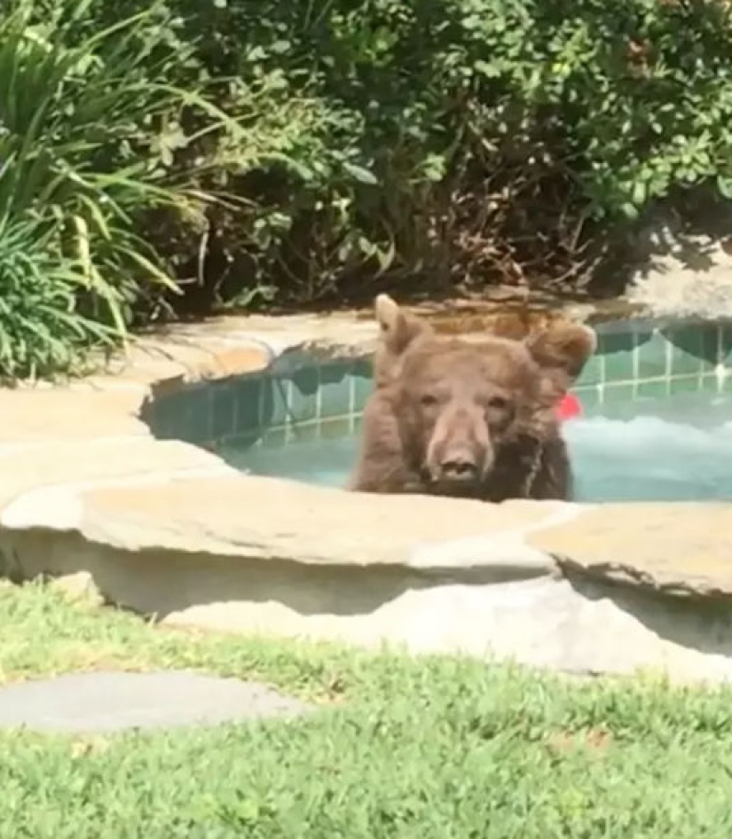 En California, un oso ahuyentó a los dueños de la casa, se subió al jacuzzi y bebió su Margarita