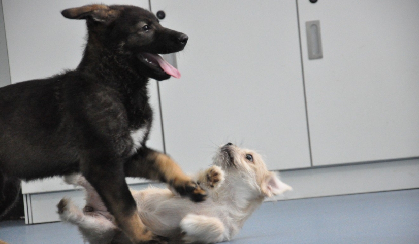 En China, el cachorro del primer perro policía clonado ha comenzado a entrenar