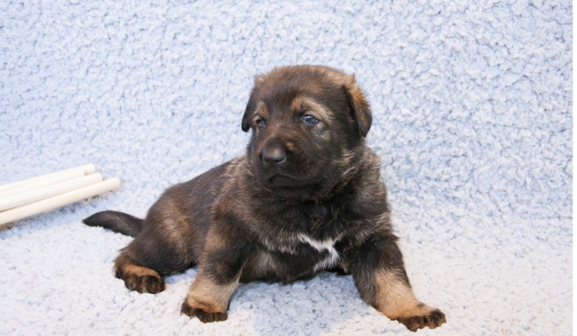 En China, el cachorro del primer perro policía clonado ha comenzado a entrenar