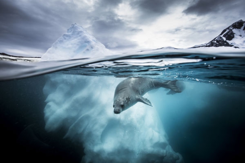 En el Dominio de Neptuno: el Reino Submarino en las fotos del concurso Fotógrafo Submarino del Año 2019