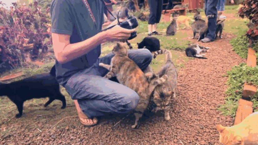 En el santuario de gatos en Hawai, puedes acariciar hasta 500 gatos a la vez