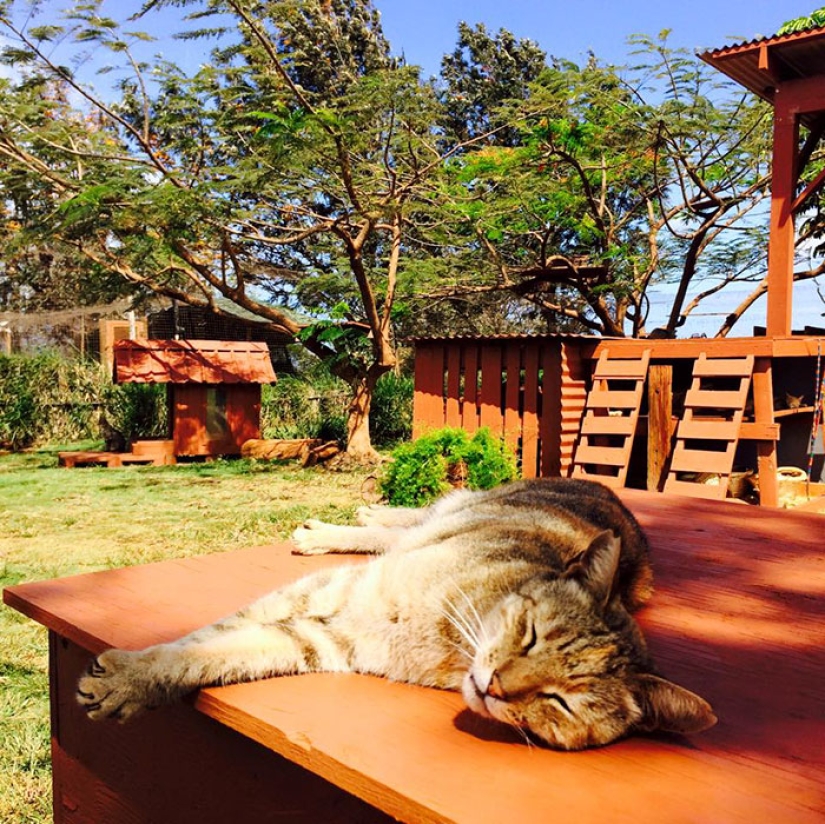 En el santuario de gatos en Hawai, puedes acariciar hasta 500 gatos a la vez