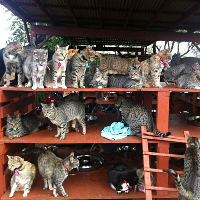 En el santuario de gatos en Hawai, puedes acariciar hasta 500 gatos a la vez