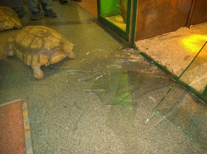 En el zoológico de Irkutsk, las tortugas intentaron escapar, pero fueron traicionadas por un gato guardián