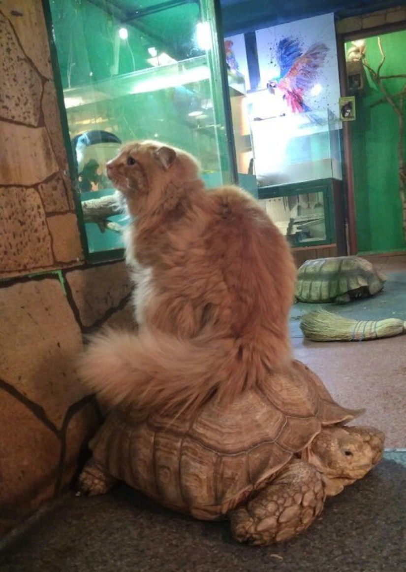En el zoológico de Irkutsk, las tortugas intentaron escapar, pero fueron traicionadas por un gato guardián